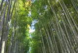 竹林の小径