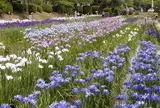 吉香公園