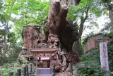 来宮神社の大クス