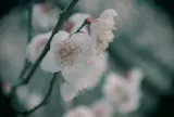 萩往還梅林園