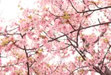 道の駅 萩しーまーと　河津桜