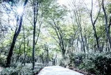 Nicolai Bergmann Hakone Gardens