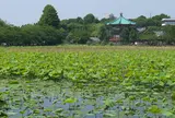 不忍池