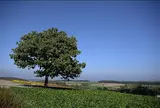 セブンスターの木