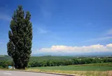 ケンとメリーの木