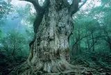 屋久杉