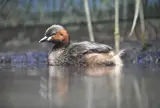 井の頭恩賜公園