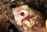 初島ダイビングセンター