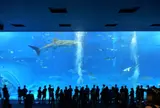 沖縄美ら海水族館