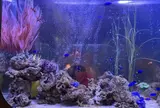 上野 アクアリウムレストラン Nautilus-ノーチラス-