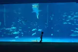 かごしま水族館
