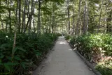 上高地自然研究路