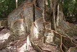 古見のサキシマスオウノキ群落