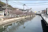 尾道の桜土手