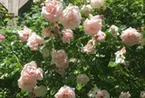 The Rose Garden of Provins