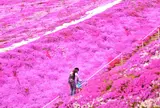 東藻琴芝桜公園