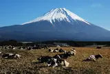 朝霧高原