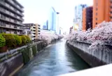 目黒川