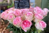 Au Nom De La Rose