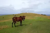 東崎