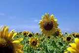国営ひたち海浜公園