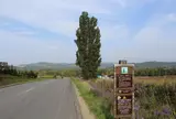ケンとメリーの木