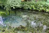 白川水源