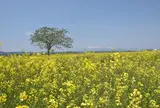 かくだ菜の花まつり会場