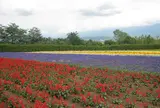 ファーム富田