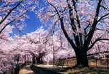 甚六桜公園