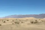 メスキートフラット砂丘
