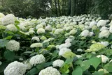 相模原北公園 アジサイ園