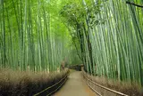 竹林の小径