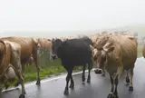神津牧場