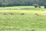 ひるぜんジャージーランド