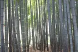 報国寺（竹寺）