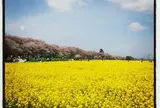 権現堂堤