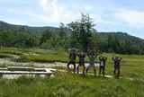 尾瀬の高山植物群落