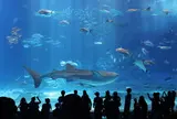 沖縄美ら海水族館