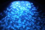 鶴岡市立加茂水族館