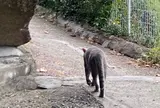 猫の細道