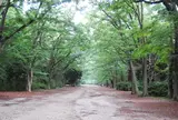 糺ノ森