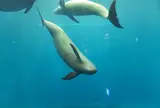 鳥羽水族館