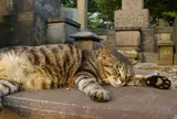谷中のねこたち