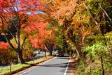 紅葉トンネル