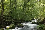 奥入瀬渓流