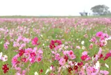 上戸川のコスモス畑