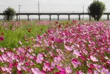 与田浦コスモスまつり