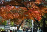 参道も紅葉
