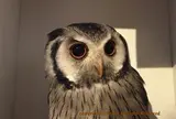 フクロウのみせ